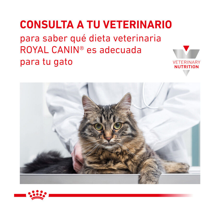 4 kg Royal Canin Veterinary Renal Select ra&ccedil;&atilde;o para gatos , , large Imagem n&uacute;mero 7