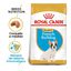 10 kg Royal Canin Puppy Bulldog Francês ração para cães, , large Indicador imagem número 2
