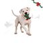 Wonder Christmas Polvo L&aacute;tex Brinquedo para c&atilde;es, , large Indicador imagem n&uacute;mero 1