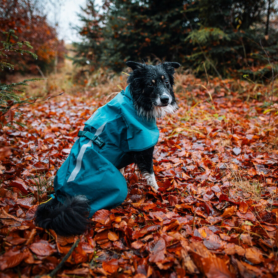 Non-stop Dogwear Capa de Chuva Imperme&aacute;vel Azul e Verde para c&atilde;es, , large Imagem n&uacute;mero 2