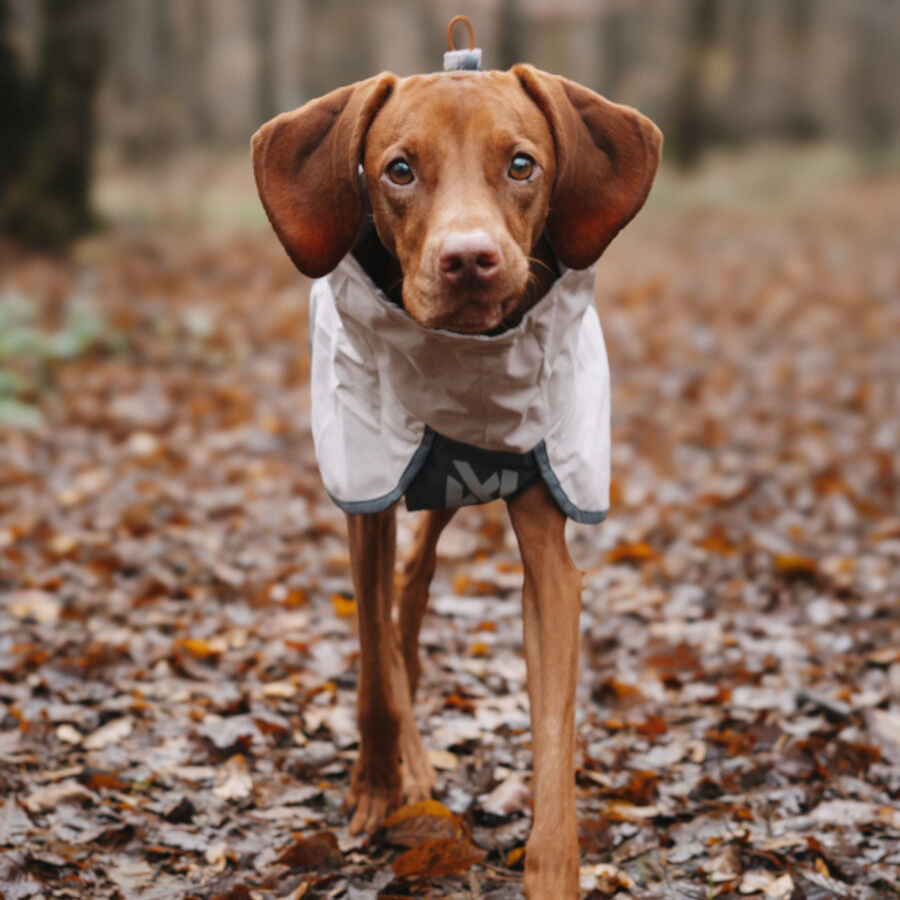 Non-stop Dogwear Capa de Chuva Imperme&aacute;vel Cinzenta para c&atilde;es, , large Imagem n&uacute;mero 3