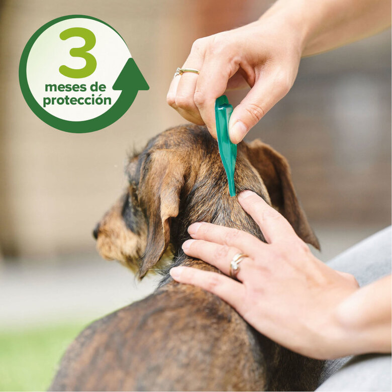 Beaphar Pipetas Repelentes para cães,  Imagem número 6 Beaphar Pipetas Repelentes para cães, , large Imagem número 6