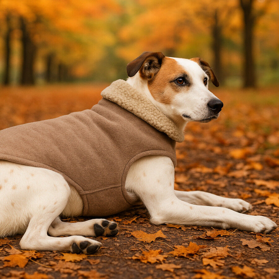Outech Casaco Castanho em Borrego para c&atilde;es, , large Imagem n&uacute;mero 1