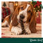 35 g Wonder Christmas Doglerone Snack para c&atilde;es, , large Indicador imagem n&uacute;mero 1