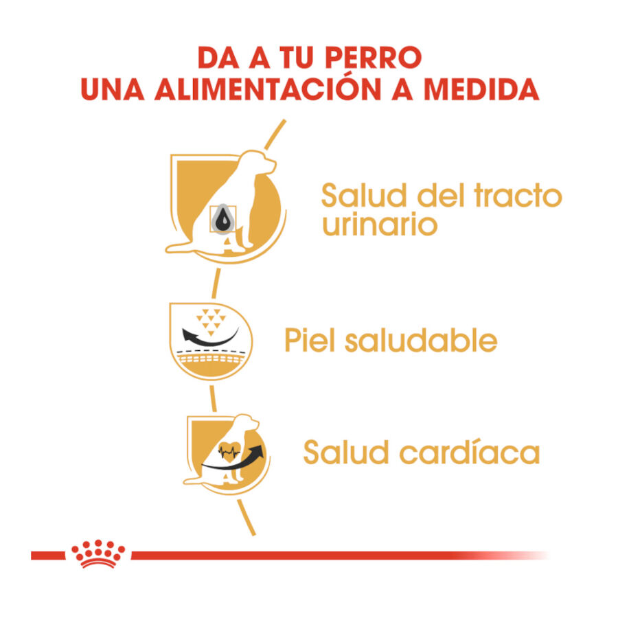 12 kg Royal Canin Adult D&aacute;lmata ra&ccedil;&atilde;o para c&atilde;es, , large Imagem n&uacute;mero 6