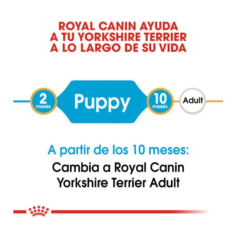 Royal Canin Puppy Yorkshire Terrier ração para cães,  Imagem número 6 Royal Canin Puppy Yorkshire Terrier ração para cães, , large Imagem número 6