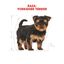 Royal Canin Puppy Yorkshire Terrier ração para cães, , large Indicador imagem número 3