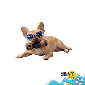 Summer Vibes Chew Dumbbell Mordedor para c&atilde;es