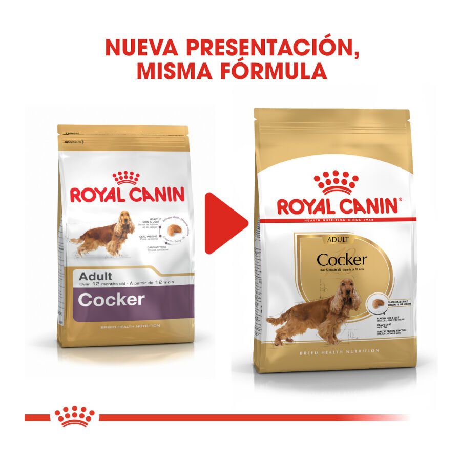 12 kg Royal Canin Adult Cocker ra&ccedil;&atilde;o para c&atilde;es, , large Imagem n&uacute;mero 3