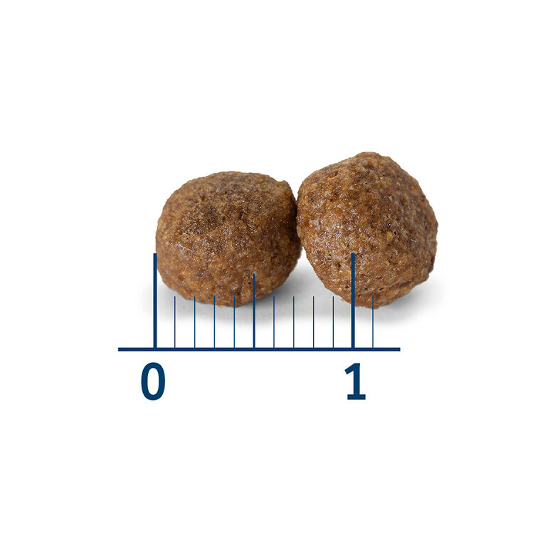 12 kg Nath Puppy Medium Maxi Frango ração para cães,  Imagem número 3 12 kg Nath Puppy Medium Maxi Frango ração para cães, , large Imagem número 3