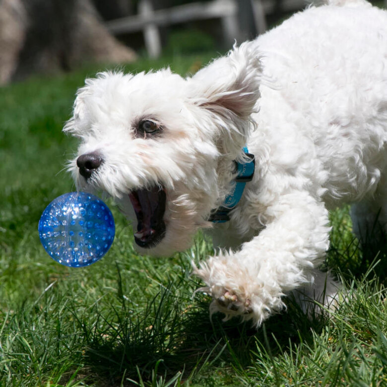 Kong Squeezz Geodz Bolas com guizo para cães,  Imagem número 2 Kong Squeezz Geodz Bolas com guizo para cães, , large Imagem número 2