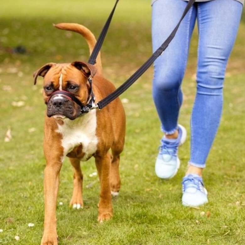 Halti Coleira Optfit anti-puxão preta para cães,  Imagem número 4 Halti Coleira Optfit anti-puxão preta para cães, , large Imagem número 4
