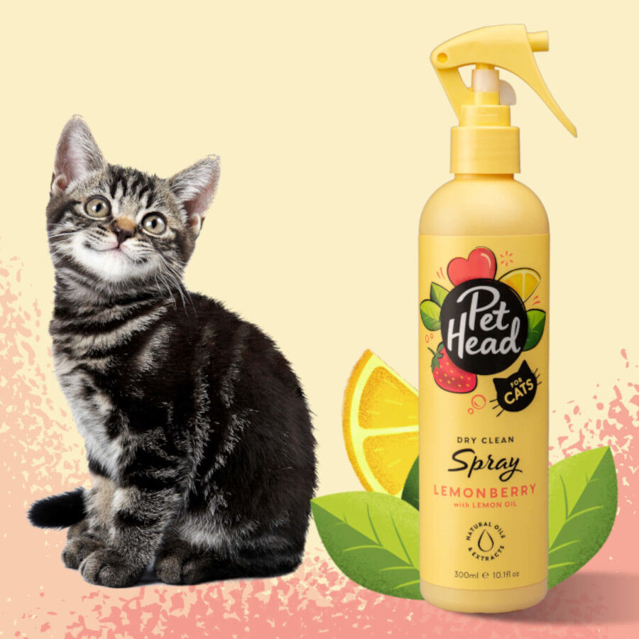 Pet Head Shampoo seco para gato 300ml, , large Imagem n&uacute;mero 2
