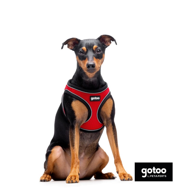 Gotoo Peitoral mesh vermelho refletor para cães,  Imagem número 3 Gotoo Peitoral mesh vermelho refletor para cães, , large Imagem número 3