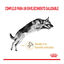 12 kg Royal Canin Adult 5+ Pastor Alemão ração para cães, , large Indicador imagem número 2