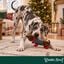 Wonder Christmas C&atilde;o Salsicha XL Peluche para c&atilde;es, , large Indicador imagem n&uacute;mero 2