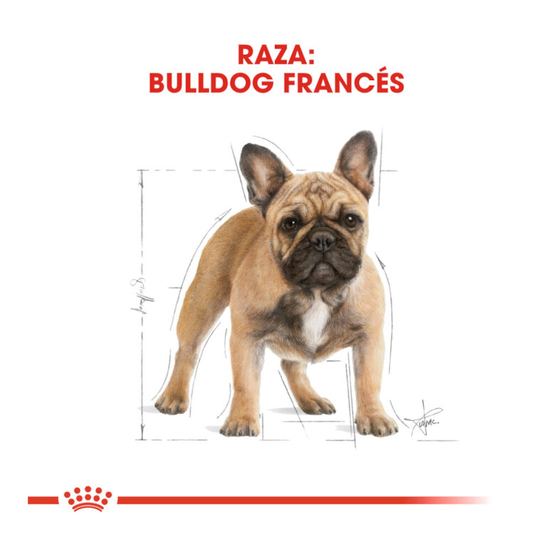 3 kg Royal Canin Adult Buldogue Francês ração para cães,  Imagem número 4 3 kg Royal Canin Adult Buldogue Francês ração para cães, , large Imagem número 4