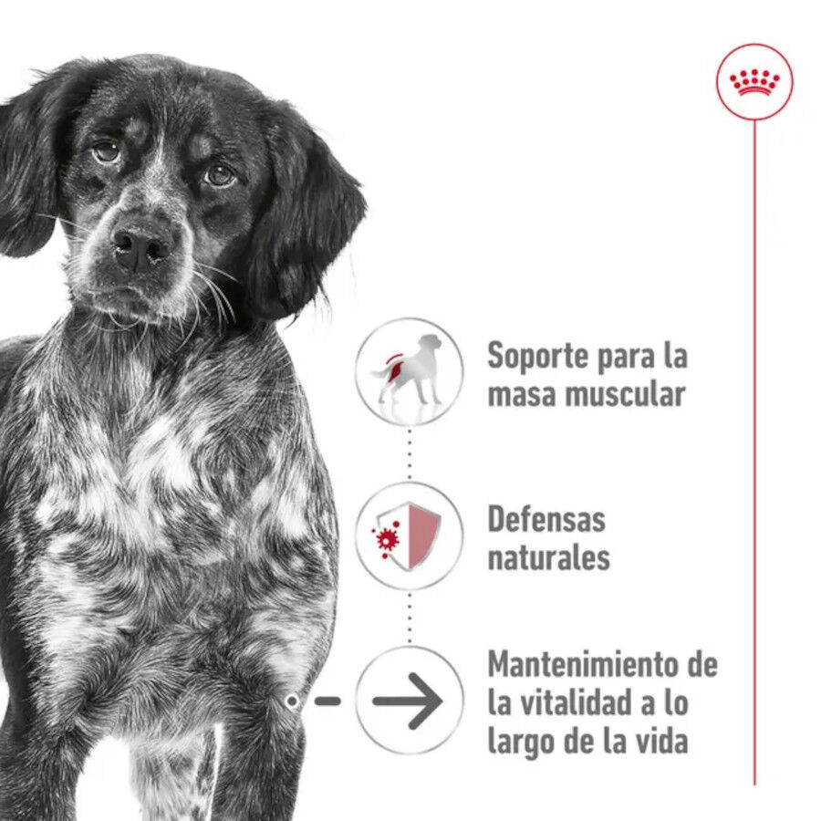 15 kg Royal Canin Medium 10+ Ageing ra&ccedil;&atilde;o para c&atilde;es, , large Imagem n&uacute;mero 4