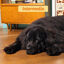 Edgard & Cooper Bio Peru ra&ccedil;&atilde;o para c&atilde;es, , large Indicador imagem n&uacute;mero 4