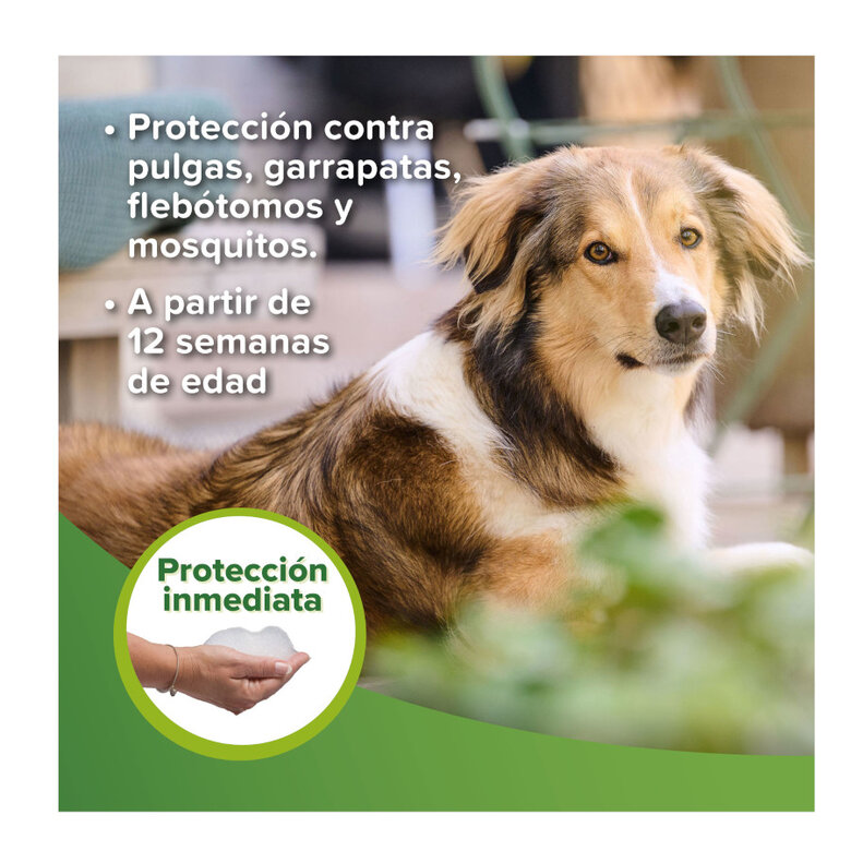 Beaphar Champô Repelente para cães e gatos,  Imagem número 3 Beaphar Champô Repelente para cães e gatos, , large Imagem número 3