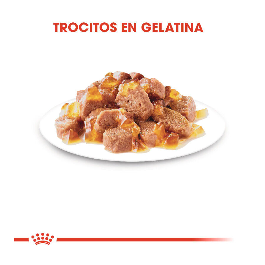 48 saquetas x 85 g Royal Canin Ultra Light geleia saqueta para gatos Pack poupan&ccedil;a!, , large Imagem n&uacute;mero 3
