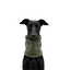 Gotoo Cachecol Polar Verde para c&atilde;es, , large Indicador imagem n&uacute;mero 7