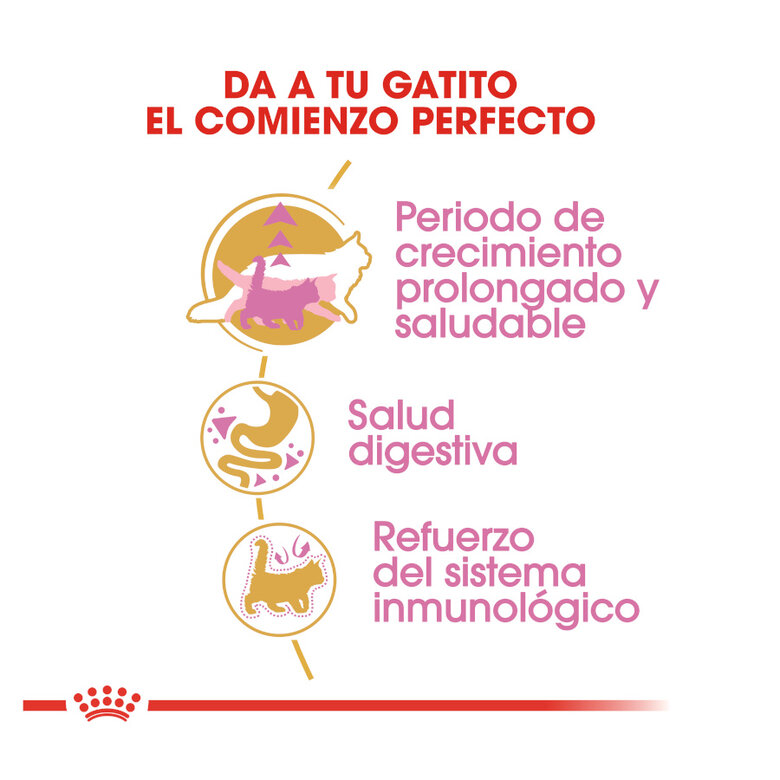 10 kg Royal Canin Kitten Maine Coon ração para gatinhos,  Imagem número 7 10 kg Royal Canin Kitten Maine Coon ração para gatinhos, , large Imagem número 7