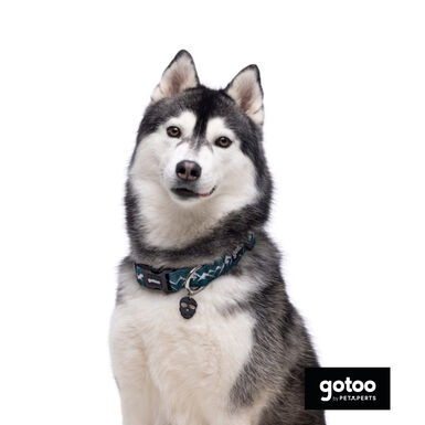 Gotoo Coleira estampada verde para cães