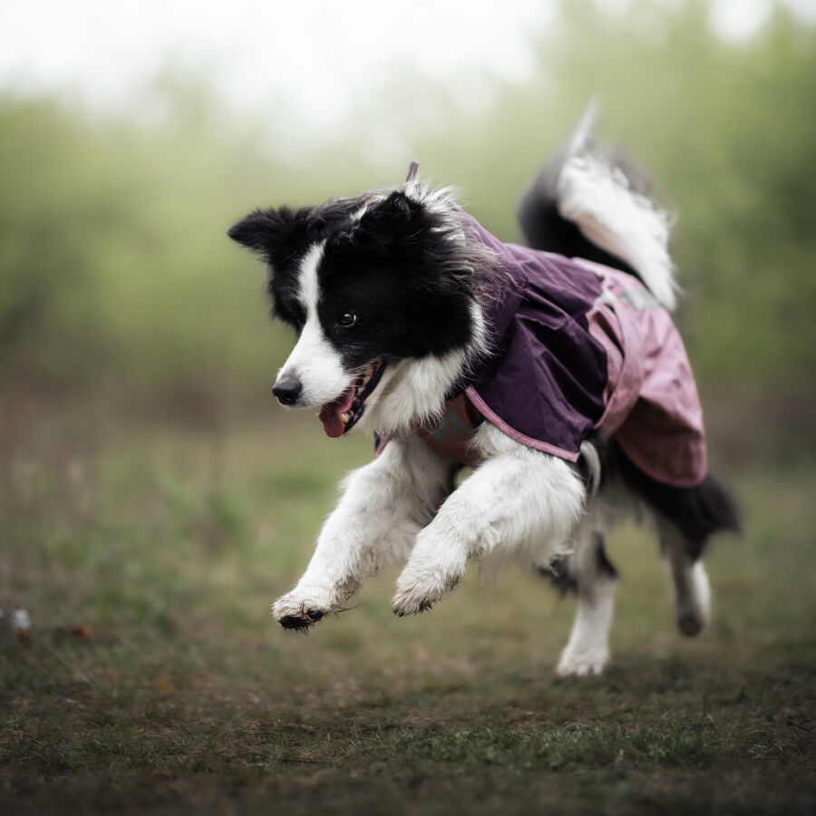 Non-stop Dogwear Capa de Chuva Imperme&aacute;vel Malva para c&atilde;es, , large Imagem n&uacute;mero 3