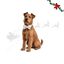 Wonder Christmas La&ccedil;o de Natal para c&atilde;es, , large Indicador imagem n&uacute;mero 1