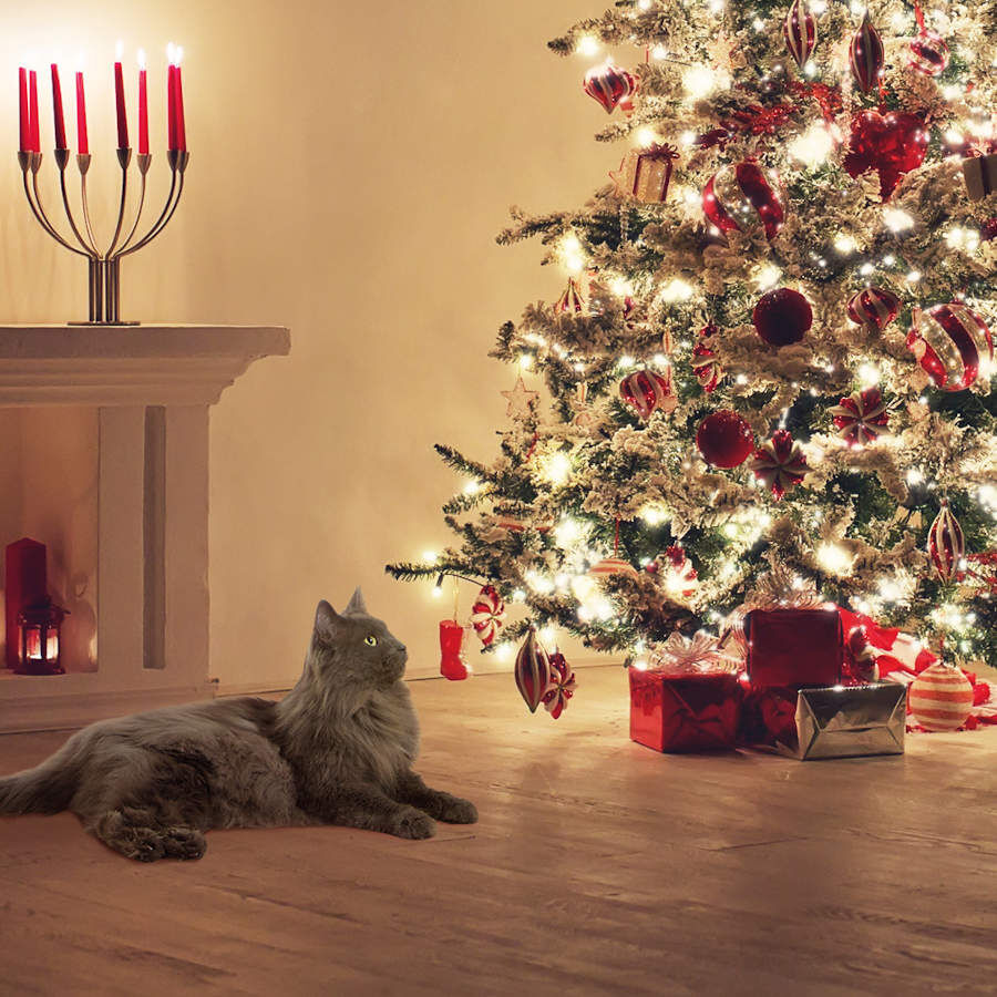 Beaphar Catcomfort Coleira de Feromonas para gatos, , large Imagem n&uacute;mero 4