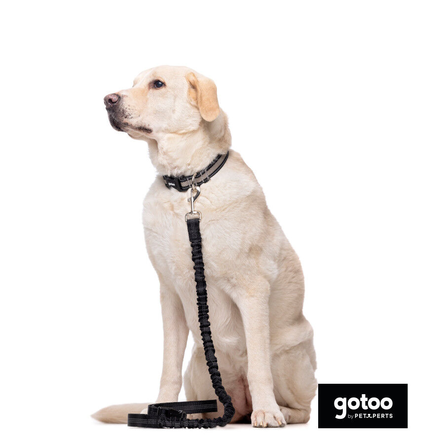 Gotoo Trela dupla para c&atilde;es, , large Imagem n&uacute;mero 3