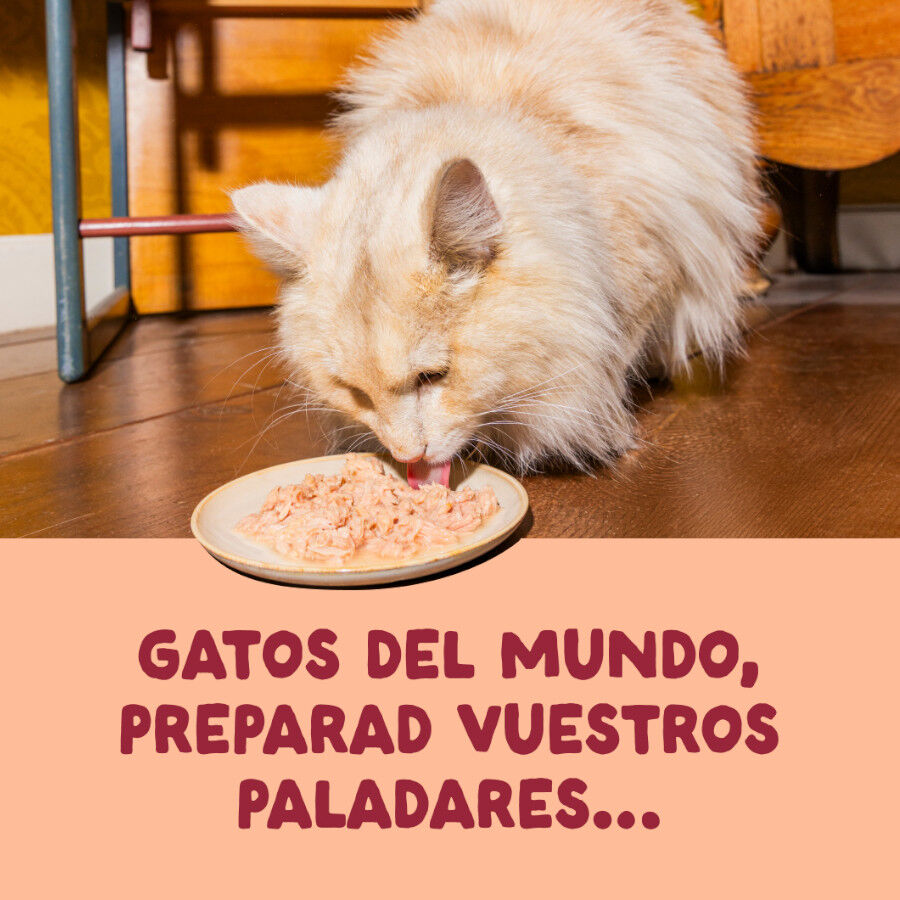 70 g Edgard & Cooper Filetes de Pollo Lata para gatos, , large Imagem n&uacute;mero 2