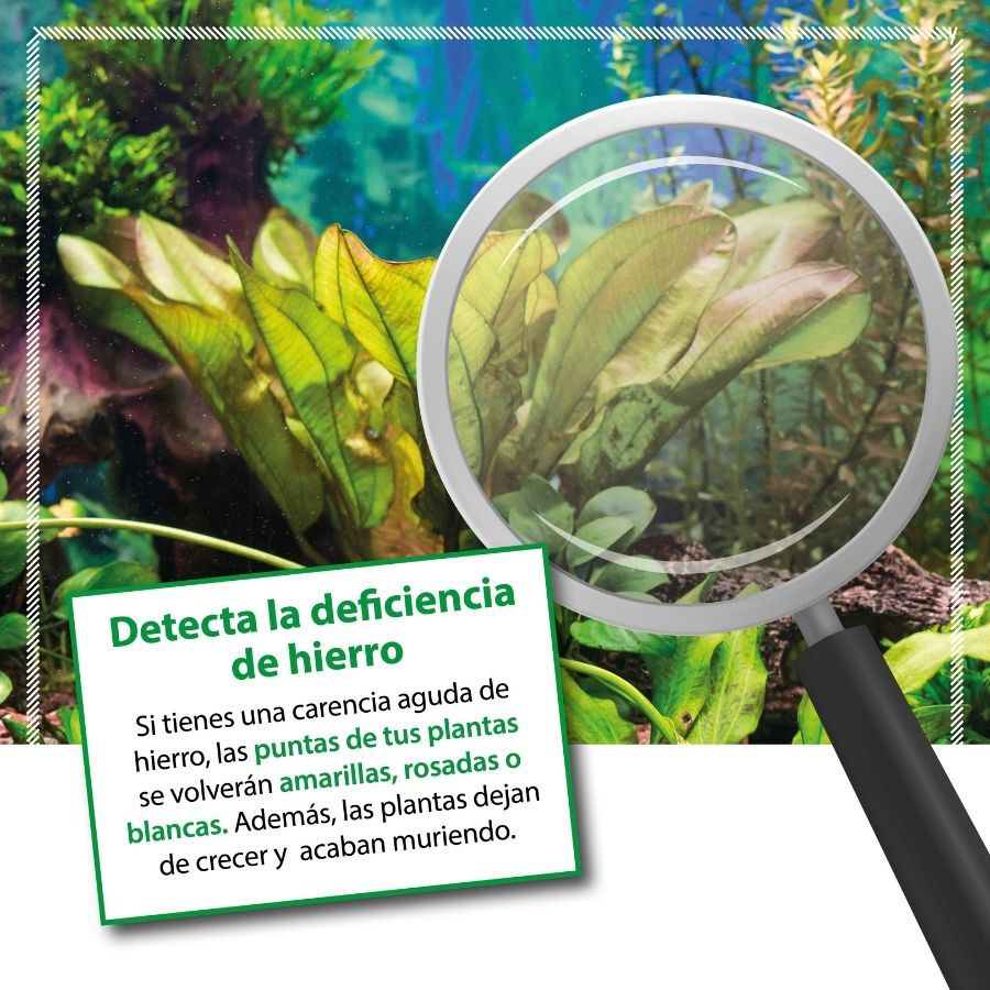 Microbe-Lift Plants FE Fertilizante de ferro para aqu&aacute;rios, , large Imagem n&uacute;mero 4