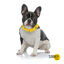 Summer Vibes Bandana refrescante para cães, , large Indicador imagem número 2
