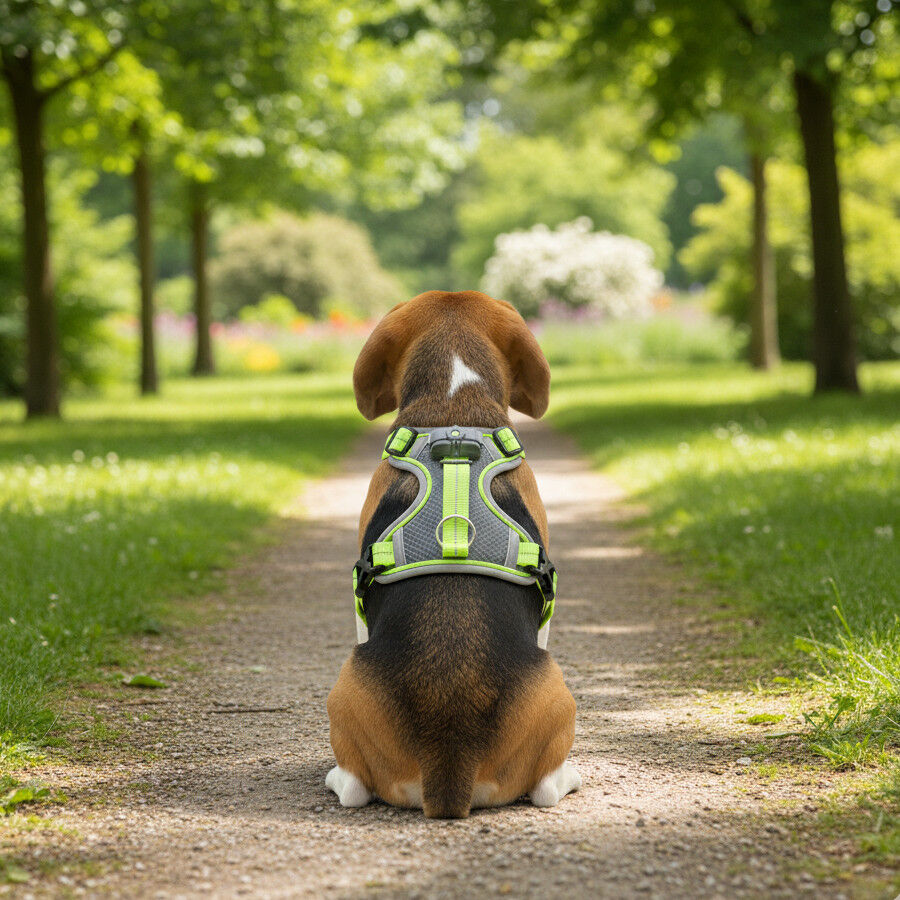 All For Paws K-Nite Peitoral com luz para c&atilde;es, , large Imagem n&uacute;mero 2