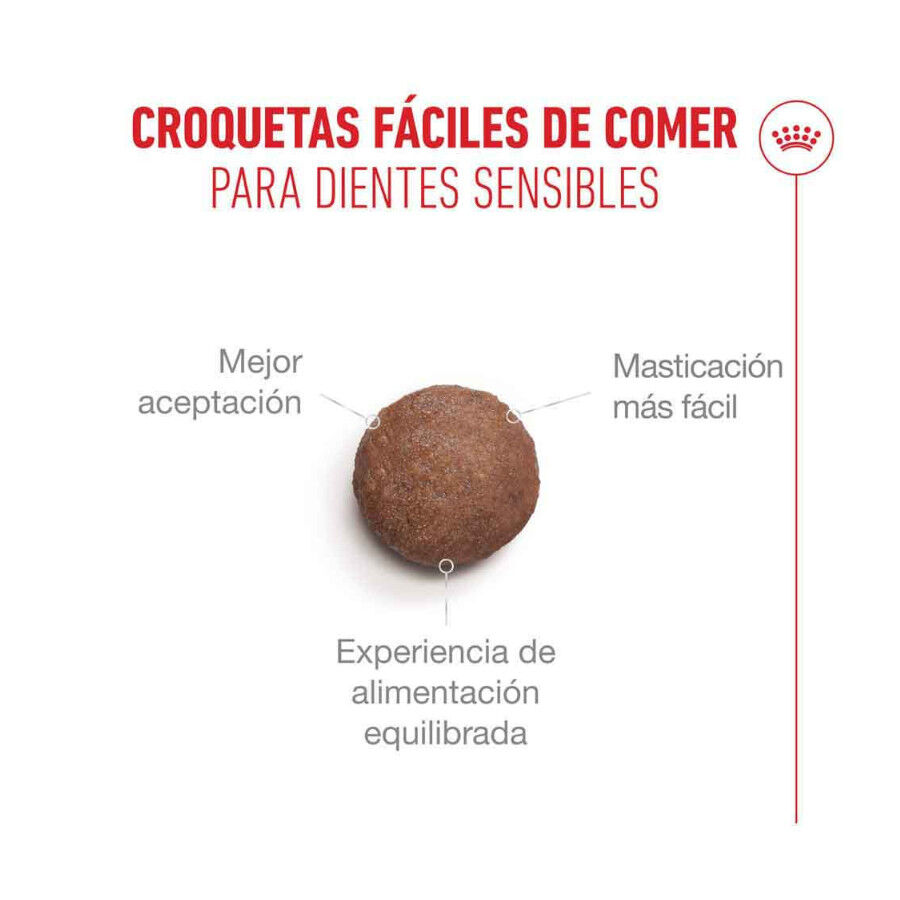 2 kg Royal Canin Ageing 11+ Sterilised ra&ccedil;&atilde;o para gatos, , large Imagem n&uacute;mero 4