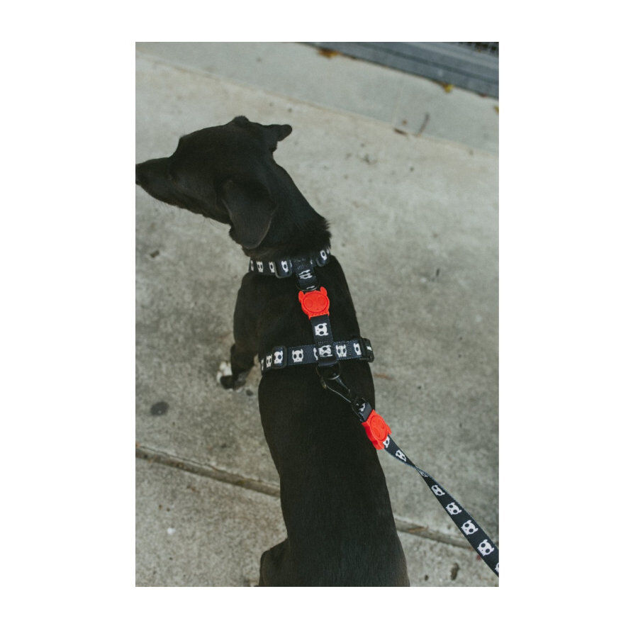 Zee Dog Skull 2.0 Peitoral H para c&atilde;es, , large Imagem n&uacute;mero 3