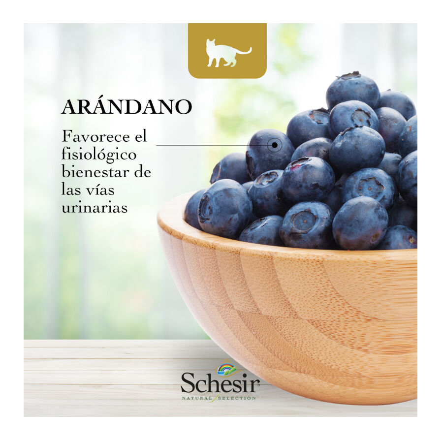 1.4 kg Schesir Kitten Natural Selection Peru ra&ccedil;&atilde;o , , large Imagem n&uacute;mero 5