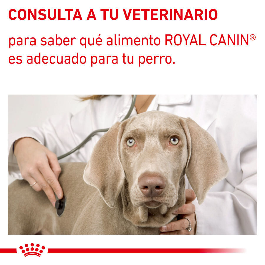 12 saquetas x 100 g Royal Canin Expert Adult Saqueta em Molho para c&atilde;es, , large Imagem n&uacute;mero 7