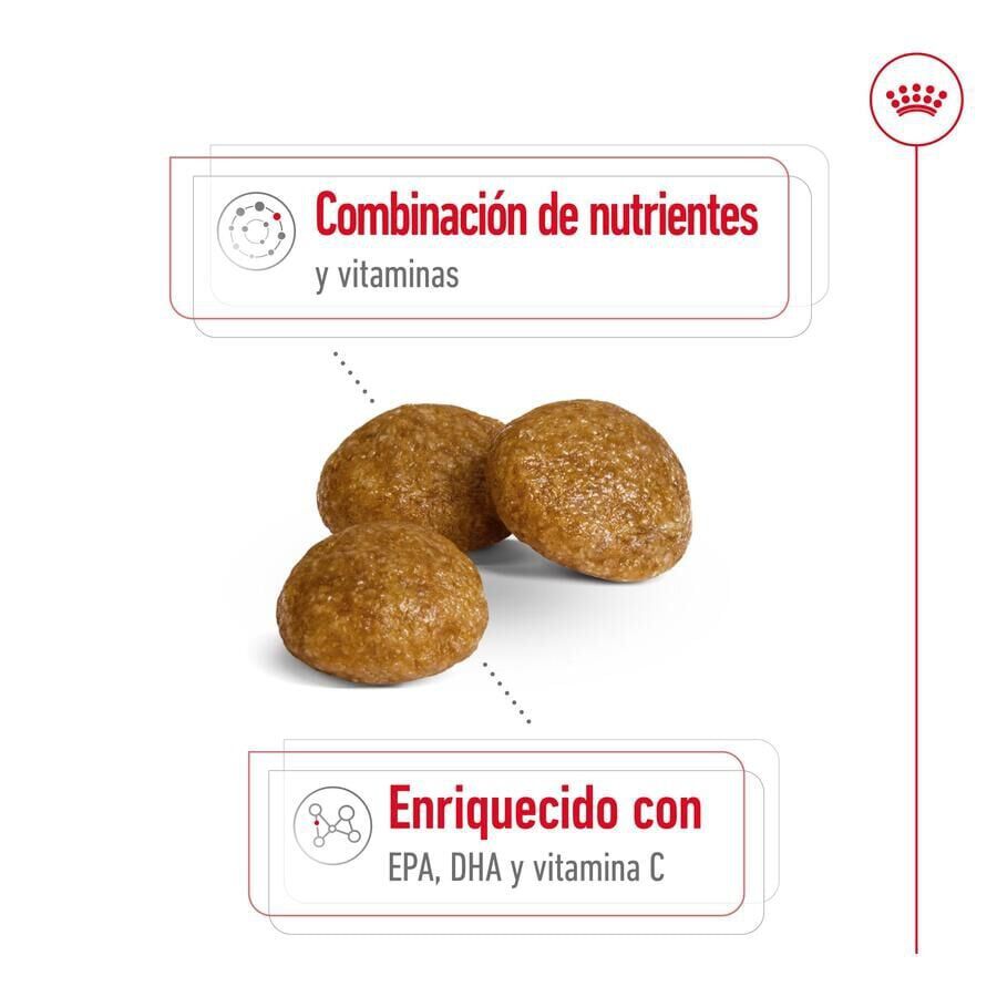 Royal Canin X-Small 8+ Mature ra&ccedil;&atilde;o para c&atilde;es, , large Imagem n&uacute;mero 3