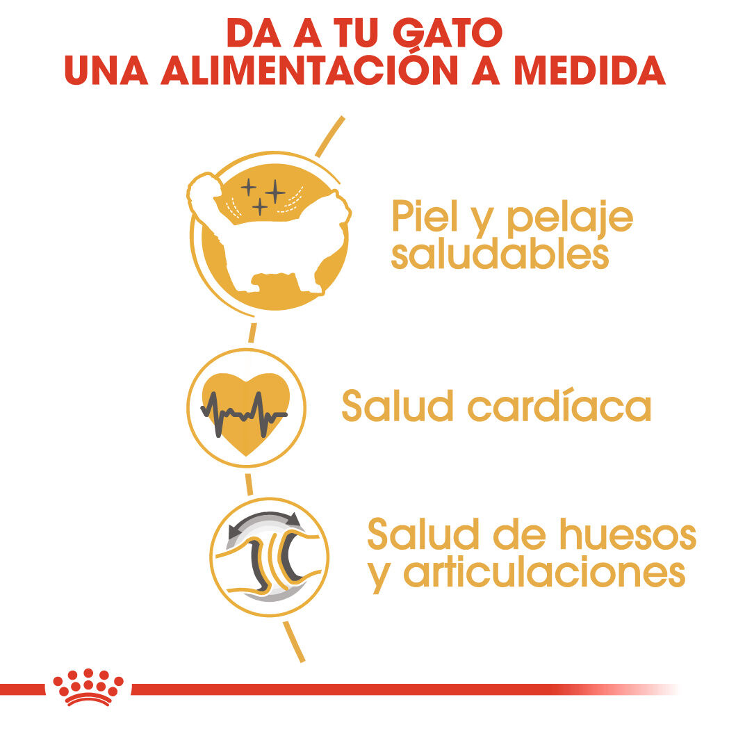 2 kg Royal Canin Adult Ragdoll ra&ccedil;&atilde;o para gatos, , large Imagem n&uacute;mero 5