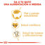 2 kg Royal Canin Adult Ragdoll ração para gatos, , large Indicador imagem número 5