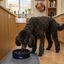 Leeby Comedouro Lento de Cer&acirc;mica Azul para c&atilde;es, , large Indicador imagem n&uacute;mero 1