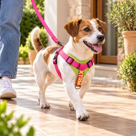 X-TRM Cronos Neon Flash Peitoral f&uacute;csia para c&atilde;es