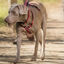 Halti Peitoral de Passeio Vermelho para cães, , large Indicador imagem número 2