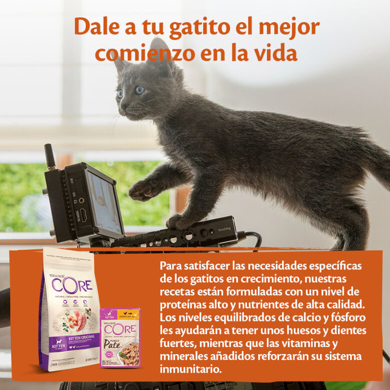 85 g Wellness Core Kitten Frango em Patê para gatinhos,  Imagem número 4 85 g Wellness Core Kitten Frango em Patê para gatinhos, , large Imagem número 4
