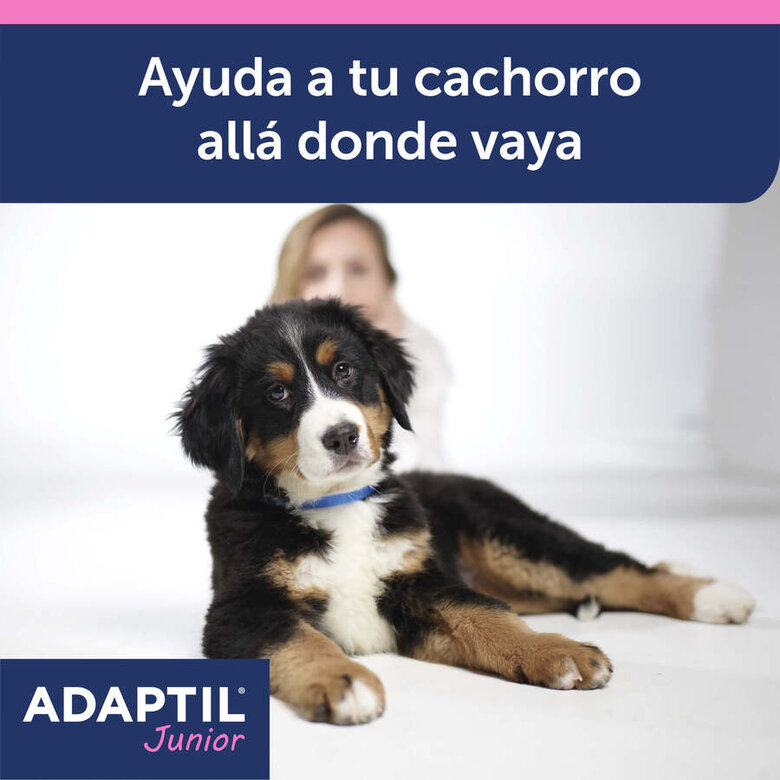 Adaptil Junior Coleira Anti-stress para cães,  Imagem número 3 Adaptil Junior Coleira Anti-stress para cães, , large Imagem número 3