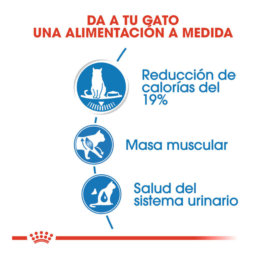 48 saquetas x 85 g Royal Canin Ultra Light geleia saqueta para gatos Pack poupan&ccedil;a!, , large Imagem n&uacute;mero 4