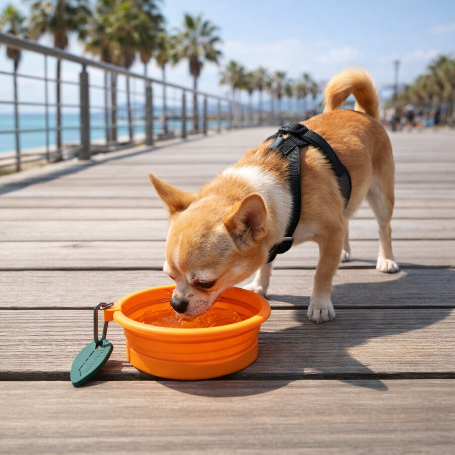 Summer Vibes Foldable Orange Bebedouro Port&aacute;til para c&atilde;es, , large Imagem n&uacute;mero 1
